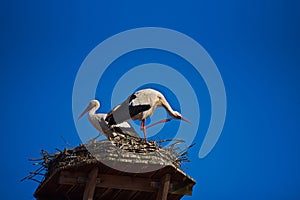 A Couple of Storks are in their Nest on The Roof Top of Town Hall in The City of Giengen, Swabian Alb, Germany, Europe, Sunny Day