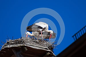 A Couple of Storks are in their Nest on The Roof Top of Town Hall in The City of Giengen, Swabian Alb, Germany, Europe, Sunny Day