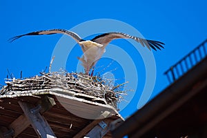 A Couple of Storks are in their Nest on The Roof Top of Town Hall in The City of Giengen, Swabian Alb, Germany, Europe, Sunny Day