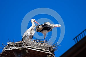 A Couple of Storks are in their Nest on The Roof Top of Town Hall in The City of Giengen, Swabian Alb, Germany, Europe, Sunny Day