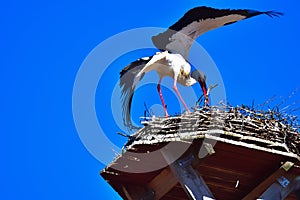 A Couple of Storks are in their Nest on The Roof Top of Town Hall in The City of Giengen, Swabian Alb, Germany, Europe, Sunny Day