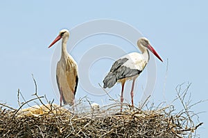 Couple of Storks with their young