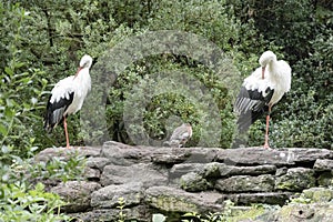 Couple of storks at urban garden, Germany