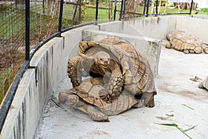 A couple of Sulcata Tortoise is breeding