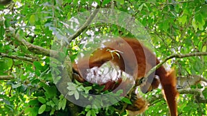 couple of Sumatran Orangutans male and female stay together