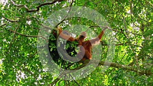 couple of Sumatran Orangutans male and female stay together