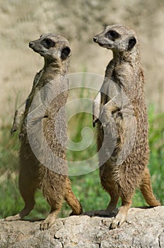Couple of suricates