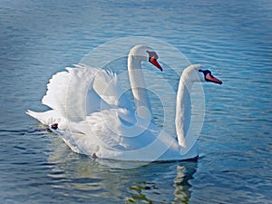 Couple of swan on the lake