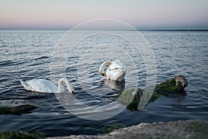 Couple of swans on the lake