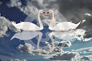 Couple of swans in love reflected in the sky with clouds