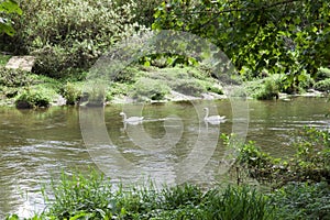 Couple of swans meandering down a river