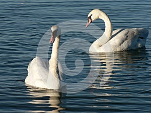 Couple of Swans