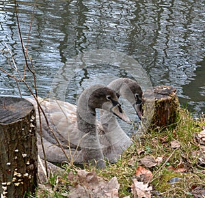 Couple of swans