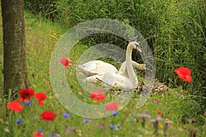 Couple swans with poppies in spring.