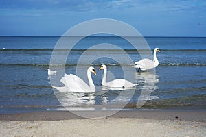 Couple swans in the sea