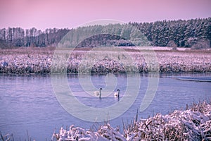 Couple of swans swim in the frozen lake