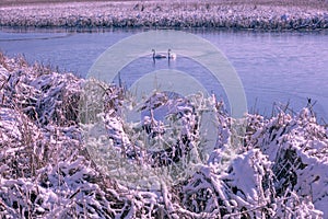 Couple of swans swim in the frozen lake