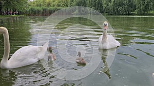 A couple of swans and their children cygnets, swanlings are being fed grass by passersby in a park