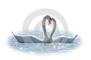 The couple of swans with their necks form a heart, isolated on white background. Mating games of a pair of white swans. Swans