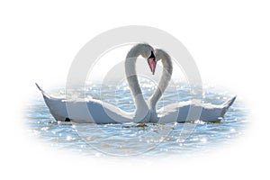 The couple of swans with their necks form a heart, isolated on white background. Mating games of a pair of white swans. Swans