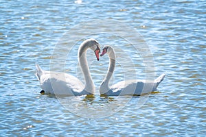 The couple of swans with their necks form a heart. Mating games of a pair of white swans. Swans swimming on the water in nature.