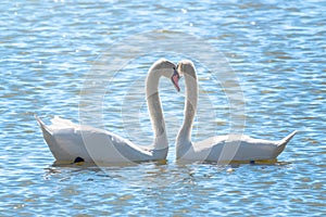 The couple of swans with their necks form a heart. Mating games of a pair of white swans. Swans swimming on the water in nature.