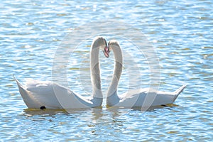 The couple of swans with their necks form a heart. Mating games of a pair of white swans. Swans swimming on the water in nature.