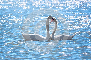 The couple of swans with their necks form a heart. Mating games of a pair of white swans. Swans swimming on the water in nature.