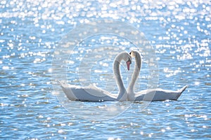 The couple of swans with their necks form a heart. Mating games of a pair of white swans. Swans swimming on the water in nature.