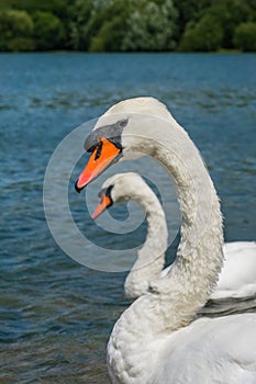 Couple of swans