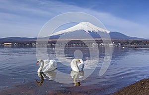 Couple Swans at Yamanaka Lake with Mt.fuji background