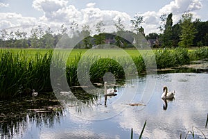 Couple of Swans with young swimming in a canal through the farm fields