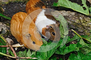 Couple of Syrian hamsters, Mesocricetus auratus