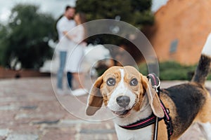 Couple Taking Dog For Walk In City Park