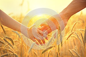 Couple taking hands and walking on golden wheat field