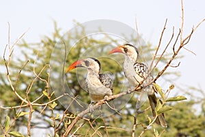 Couple of Tanzanian Red-billed Hornbills