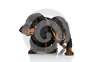 Couple of teckel dachshund puppies looking to side in studio
