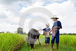 Couple Thai Farmer with buffalo