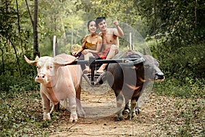 Couple Thai farmers family happiness time Buffalo yoke