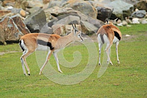 Couple of Thomson gazelles