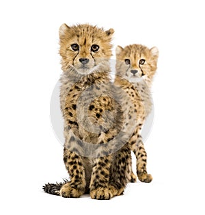 Couple of three months old cheetah cubs, isolated