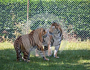 Couple of tigers look like fighting in an open area.