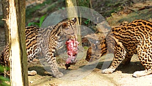 Couple of tigrillos playing with a piece of raw meat in Ecuadorian amazon. Common names: Ocelote, Tigrillo. photo
