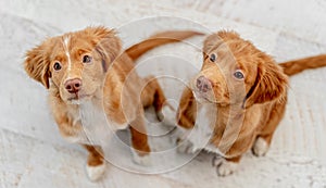 Couple of toller puppies at home