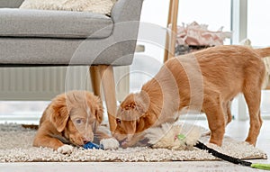 Couple of toller puppies at home