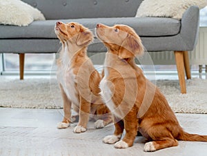 Couple of toller puppies at home