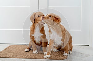 Couple of toller puppies at home