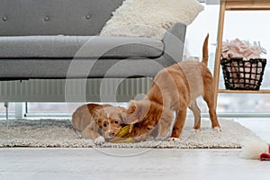 Couple of toller puppies at home