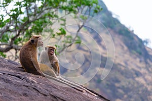 A couple of tonque macaque sitting on a rock, Sri Lanka