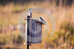 Couple of tree swallows seen perched on birdhouse in the LÃ©on-Provancher marsh